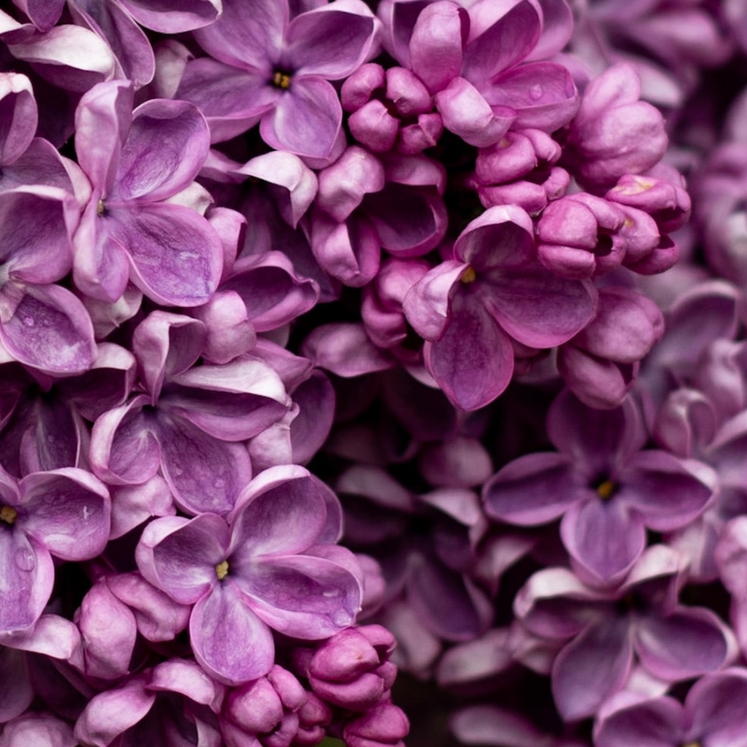 Lilac Fragrance Manufacturer and Supplier in Delhi